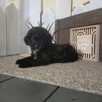 Teddy, a male Poodle - Miniature  for sale in Montgomery, IN – Photo 1 of 6