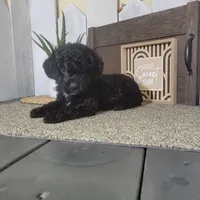 Teddy, a male Poodle - Miniature  for sale in Montgomery, IN – Photo 4 of 6