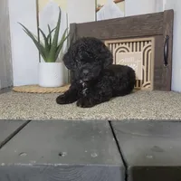 Teddy, a male Poodle - Miniature  for sale in Montgomery, IN – Photo 6 of 6