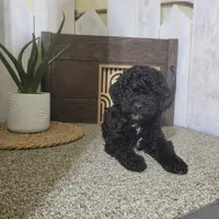 Teddy, a male Poodle - Miniature  for sale in Montgomery, IN – Photo 2 of 6