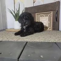 Teddy, a male Poodle - Miniature  for sale in Montgomery, IN – Photo 5 of 6