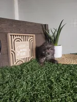 Prince, a male Pomapoo for sale in Montgomery, IN – 4 of 5