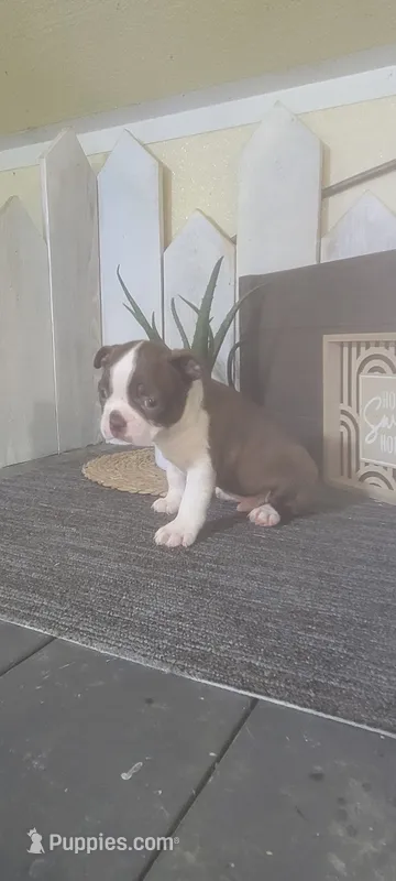 Harley, a male Boston Terrier for sale in Montgomery, IN – 1 of 6