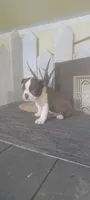 Harley, a male Boston Terrier for sale in Montgomery, IN – 1 of 6