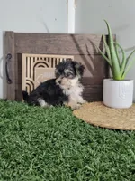 Dexter, a male Morkie for sale in Montgomery, IN – 3 of 4