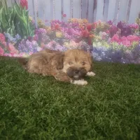 Lacy, a female Havanese for sale in Montgomery, IN – 2 of 5