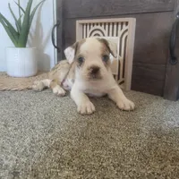 Ace, a male Boston Terrier and Beagle for sale in Montgomery, IN – Photo 4 of 4