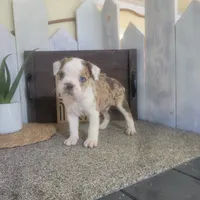 Ace, a male Boston Terrier and Beagle for sale in Montgomery, IN – Photo 3 of 4