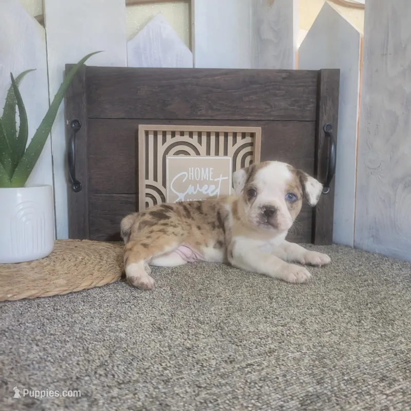 Ace – Boston Terrier, Beagle puppy for sale in Montgomery, IN