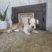 Ace, a male Boston Terrier and Beagle for sale in Montgomery, IN – Photo 2 of 4