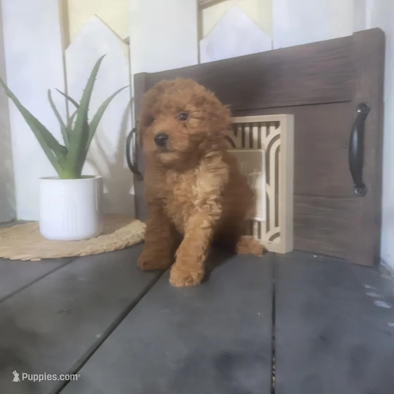 Amos – Poodle - Miniature  puppy for sale in Montgomery, IN
