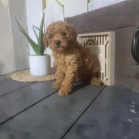 Amos, a male Poodle - Miniature  for sale in Montgomery, IN – Photo 3 of 4