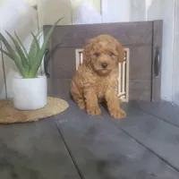 Amos, a male Poodle - Miniature  for sale in Montgomery, IN – Photo 2 of 4
