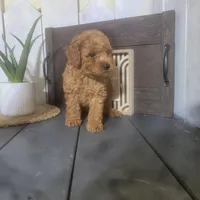 Amos, a male Poodle - Miniature  for sale in Montgomery, IN – Photo 4 of 4