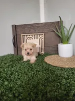 Madison, a male Maltipoo for sale in Montgomery, IN – 3 of 6