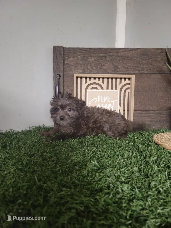 Prince – Pomapoo puppy for sale in Montgomery, IN