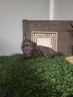 Prince, a male Pomapoo for sale in Montgomery, IN – 1 of 5
