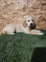 Roger, a male Golden Retriever for sale in Montgomery, IN – 6 of 10