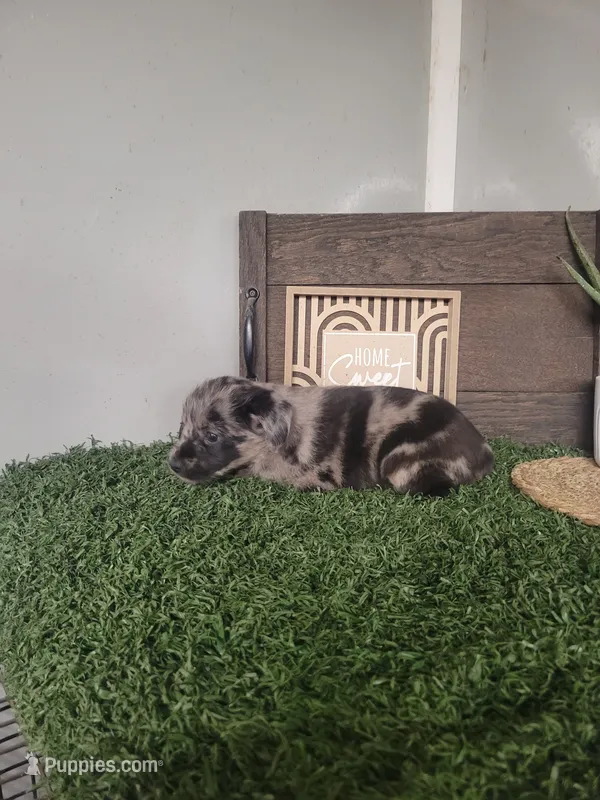 Macy – Miniature Pinscher, Poodle - Miniature  puppy for sale in Montgomery, IN
