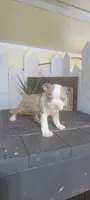 Oliver, a male Boston Terrier for sale in Montgomery, IN – 3 of 7