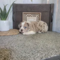 Sheila, a female Boston Terrier and Beagle for sale in Montgomery, IN – Photo 4 of 4