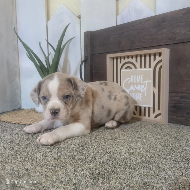 Sheila – Boston Terrier, Beagle puppy for sale in Montgomery, IN