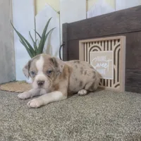 Sheila, a female Boston Terrier and Beagle for sale in Montgomery, IN – Photo 1 of 4