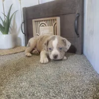 Sheila, a female Boston Terrier and Beagle for sale in Montgomery, IN – Photo 3 of 4