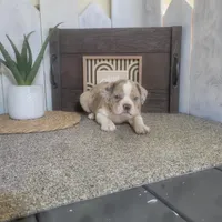 Sheila, a female Boston Terrier and Beagle for sale in Montgomery, IN – Photo 2 of 4