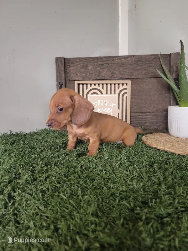 Cecil – Dachshund puppy for sale in Montgomery, IN