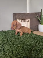 Cecil, a male Dachshund for sale in Montgomery, IN – 1 of 4