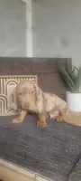 Thomas, a female Miniature Dachshund for sale in Montgomery, IN – 5 of 5