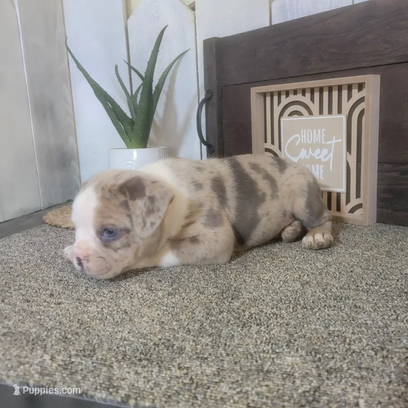 Hank – Boston Terrier, Beagle puppy for sale in Montgomery, IN