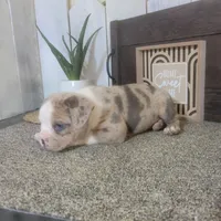 Hank, a male Boston Terrier and Beagle for sale in Montgomery, IN – Photo 1 of 6