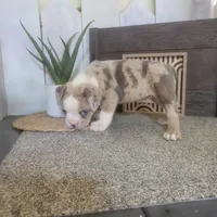 Hank, a male Boston Terrier and Beagle for sale in Montgomery, IN – Photo 5 of 6