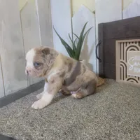 Hank, a male Boston Terrier and Beagle for sale in Montgomery, IN – Photo 4 of 6