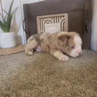 Hank, a male Boston Terrier and Beagle for sale in Montgomery, IN – Photo 6 of 6