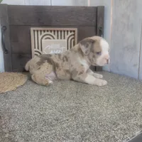 Hank, a male Boston Terrier and Beagle for sale in Montgomery, IN – Photo 3 of 6