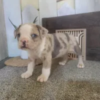 Hank, a male Boston Terrier and Beagle for sale in Montgomery, IN – Photo 2 of 6
