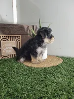 Abe, a male Morkie for sale in Montgomery, IN – 2 of 4
