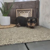 Ranger, a male Yorkshire Terrier for sale in Montgomery, IN – Photo 2 of 5