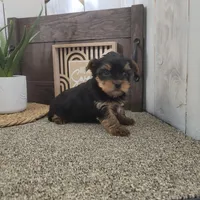 Ranger, a male Yorkshire Terrier for sale in Montgomery, IN – Photo 3 of 5