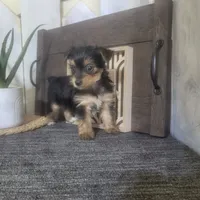 Izzy, a female Yorkshire Terrier for sale in Montgomery, IN – 3 of 6