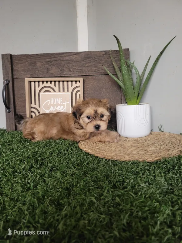 Jewel – Morkie puppy for sale in Montgomery, IN