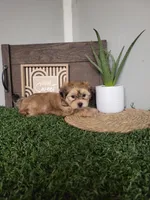 Jewel, a female Morkie for sale in Montgomery, IN – 1 of 2
