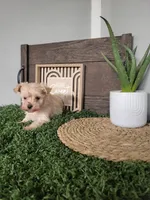Madison, a male Maltipoo for sale in Montgomery, IN – 4 of 6