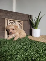 Misty, a female Maltipoo for sale in Montgomery, IN – 6 of 6