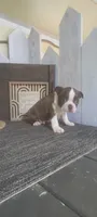 Harley, a male Boston Terrier for sale in Montgomery, IN – 2 of 6