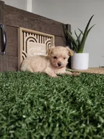 Madison, a male Maltipoo for sale in Montgomery, IN – 5 of 6
