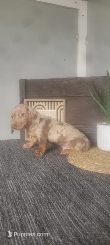 Thomas – Miniature Dachshund puppy for sale in Montgomery, IN
